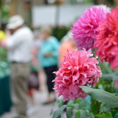 Flower Show