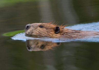 Beaver-Watching-at-Spains-Hall-Estate